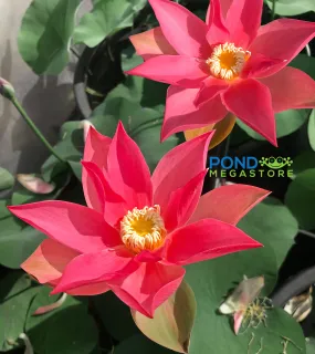 Brocade On Red Cloth Lotus <br> Rich, Warm, Red Flowers! Brocade On Red Cloth Lotus <br> Rich, Warm, Red Flowers!