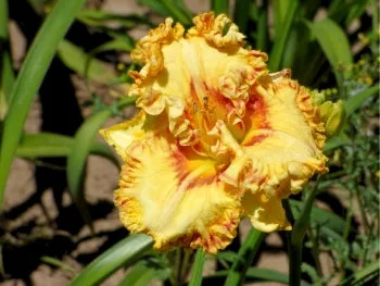 Buntyn's Hot Diggity Dog