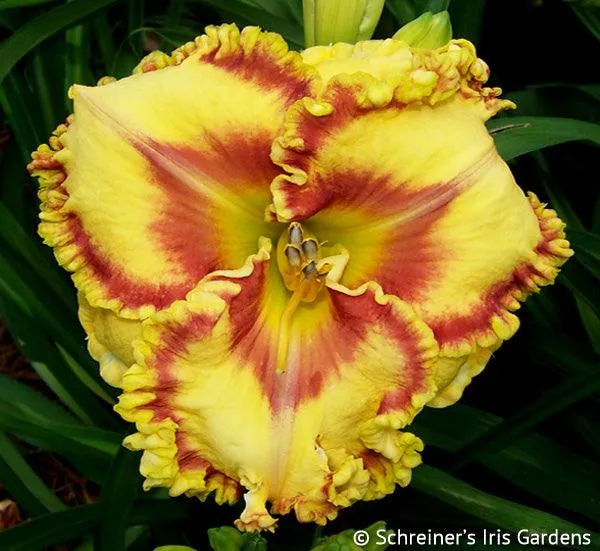 Buntyn's Hot Diggity Dog