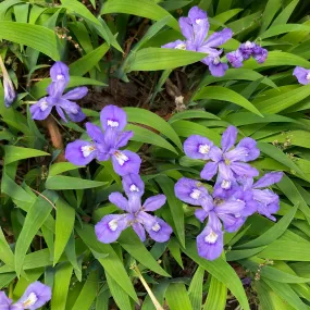 Dwarf Crested Iris - Iris cristata Dwarf Crested Iris - Iris cristata