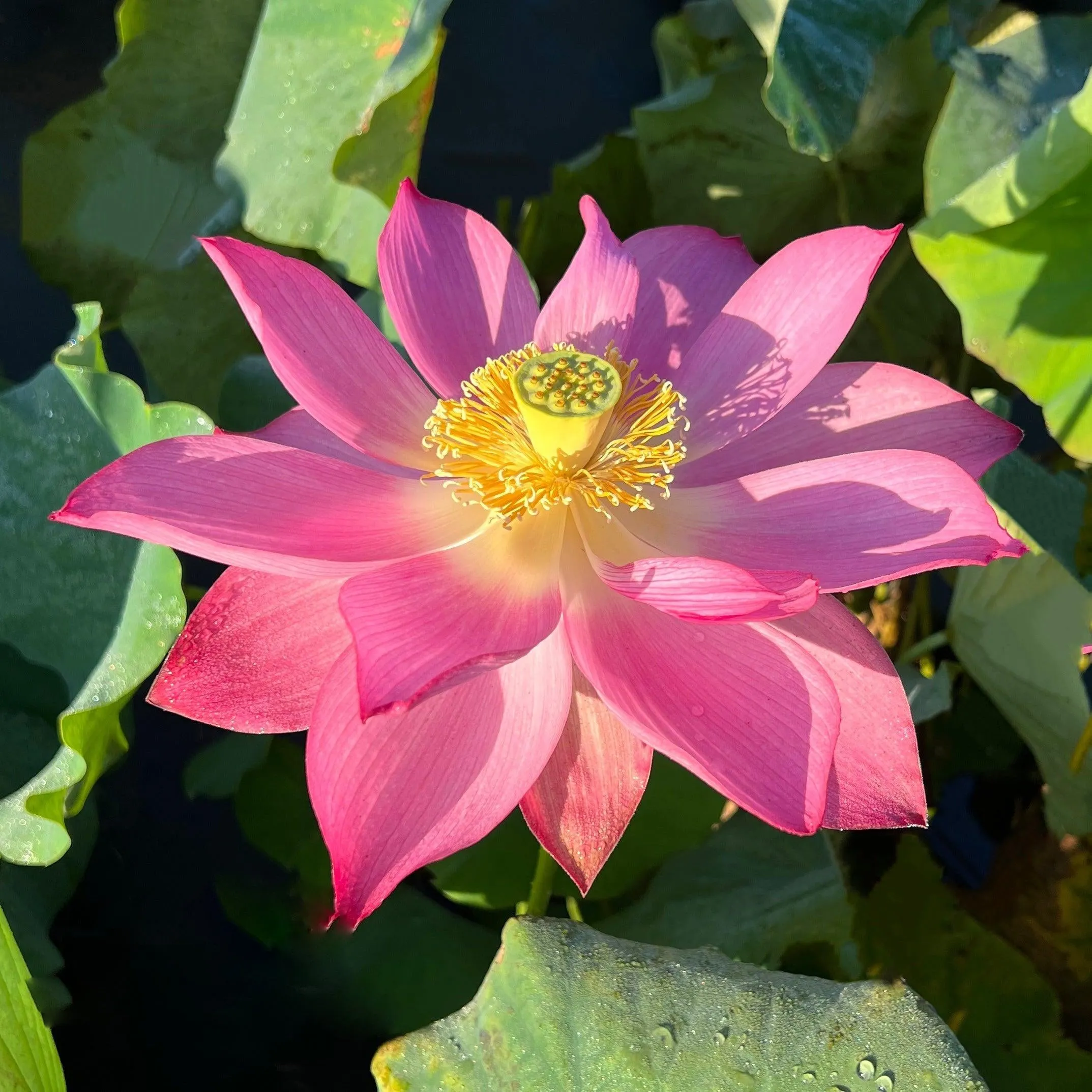 East Lake Pink Lotus (Bare Root)