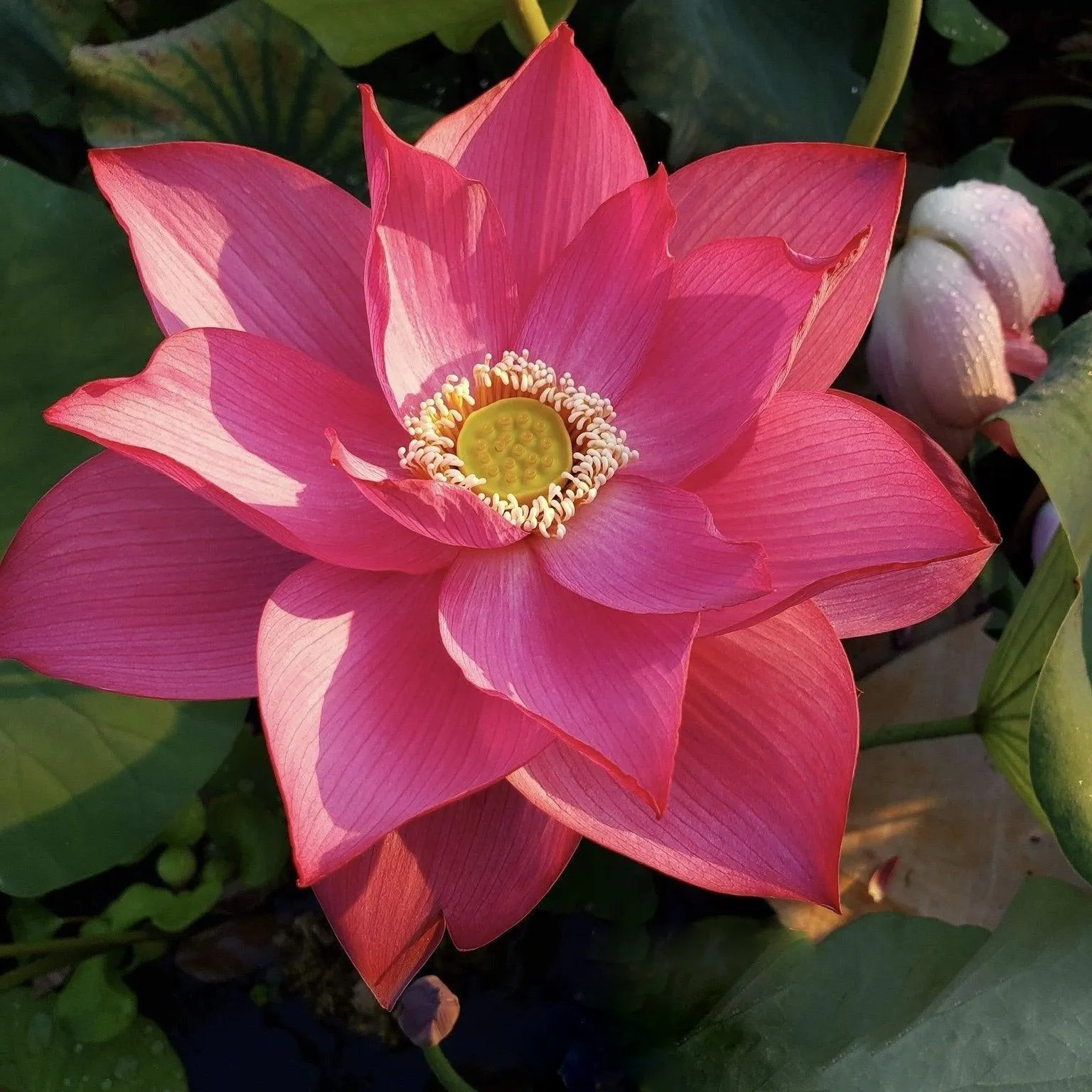 East Lake Pink Lotus (Bare Root)