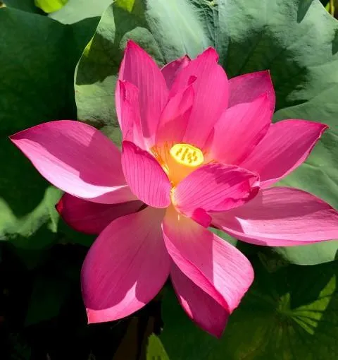 East Lake Pink Lotus (Bare Root)