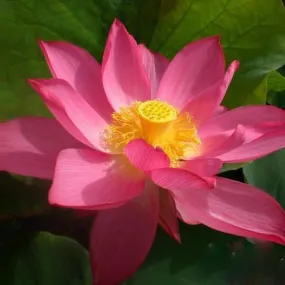 East Lake Pink Lotus (Bare Root)