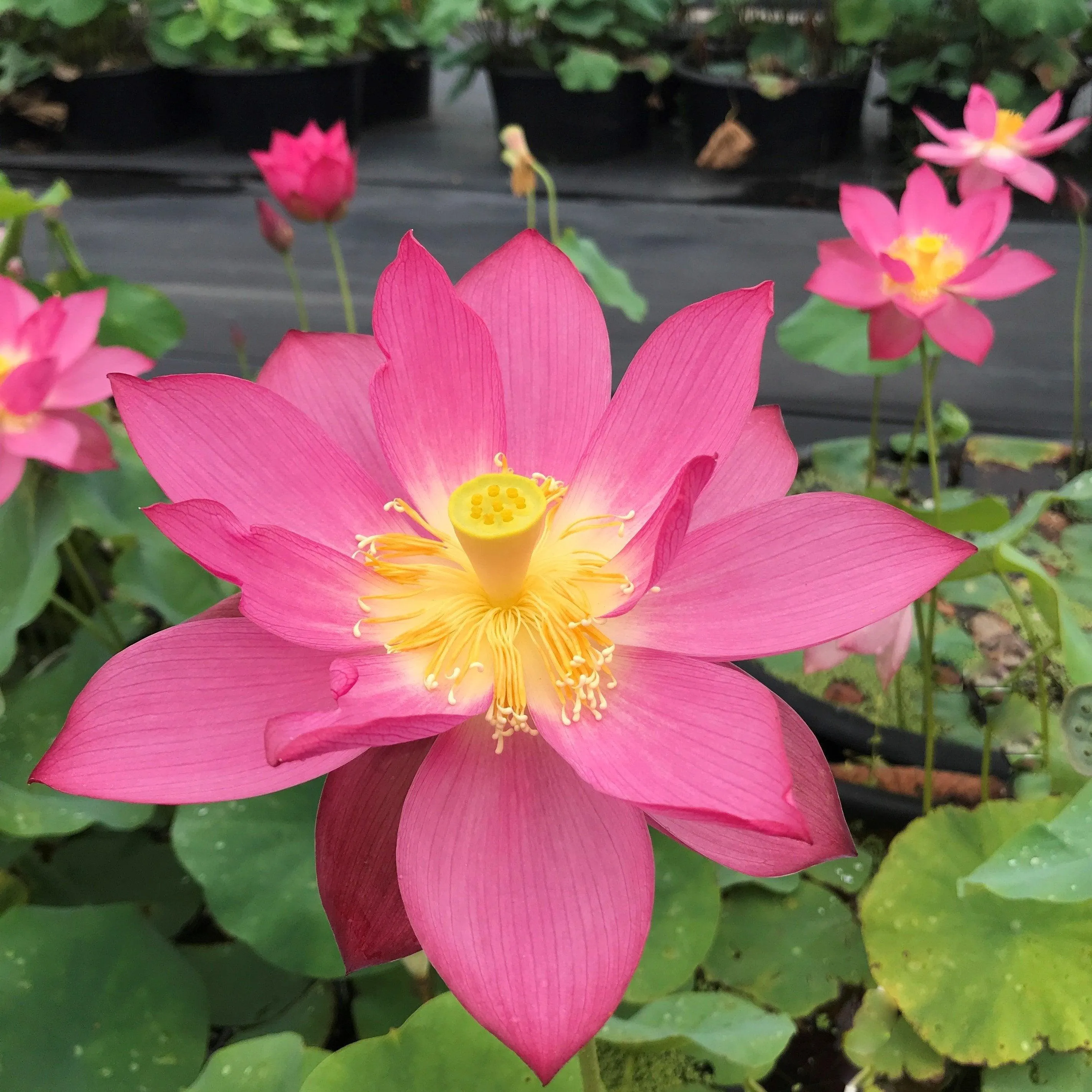 East Lake Pink Lotus (Bare Root)