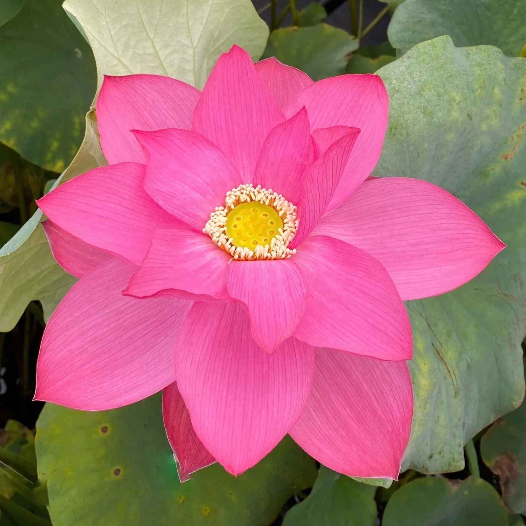 East Lake Pink Lotus (Bare Root)