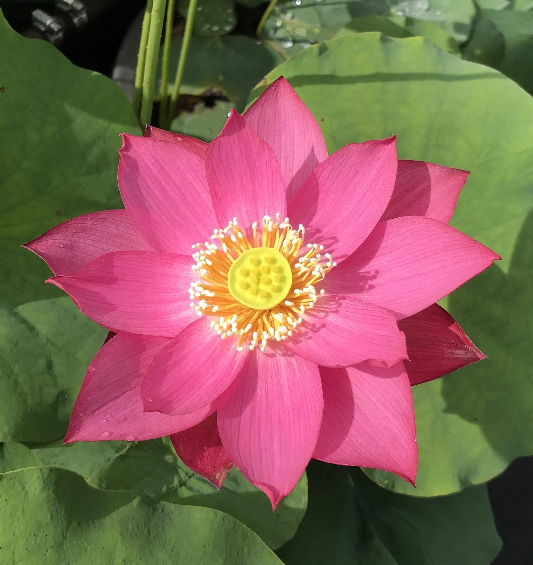 East Lake Pink Lotus (Bare Root)