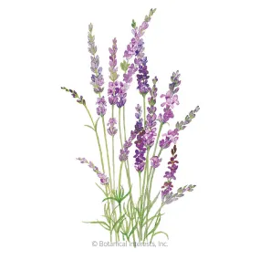 English Tall/Vera Lavender Seeds English Tall/Vera Lavender Seeds