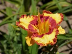 Fashion Rings Fashion Rings