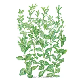 Fava Bean Cover Crop Seeds Fava Bean Cover Crop Seeds