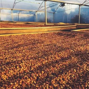 Finca La Amada Yellow Honey - Alajuela Finca La Amada Yellow Honey - Alajuela