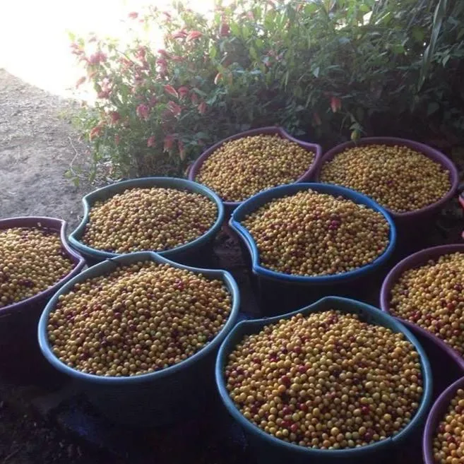 Finca La Amada Yellow Honey - Alajuela