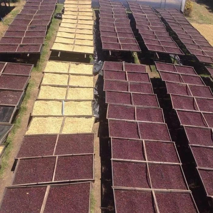 Finca La Amada Yellow Honey - Alajuela