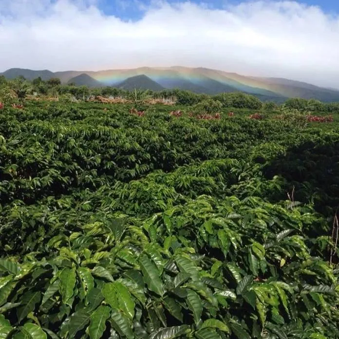 Finca La Amada Yellow Honey - Alajuela