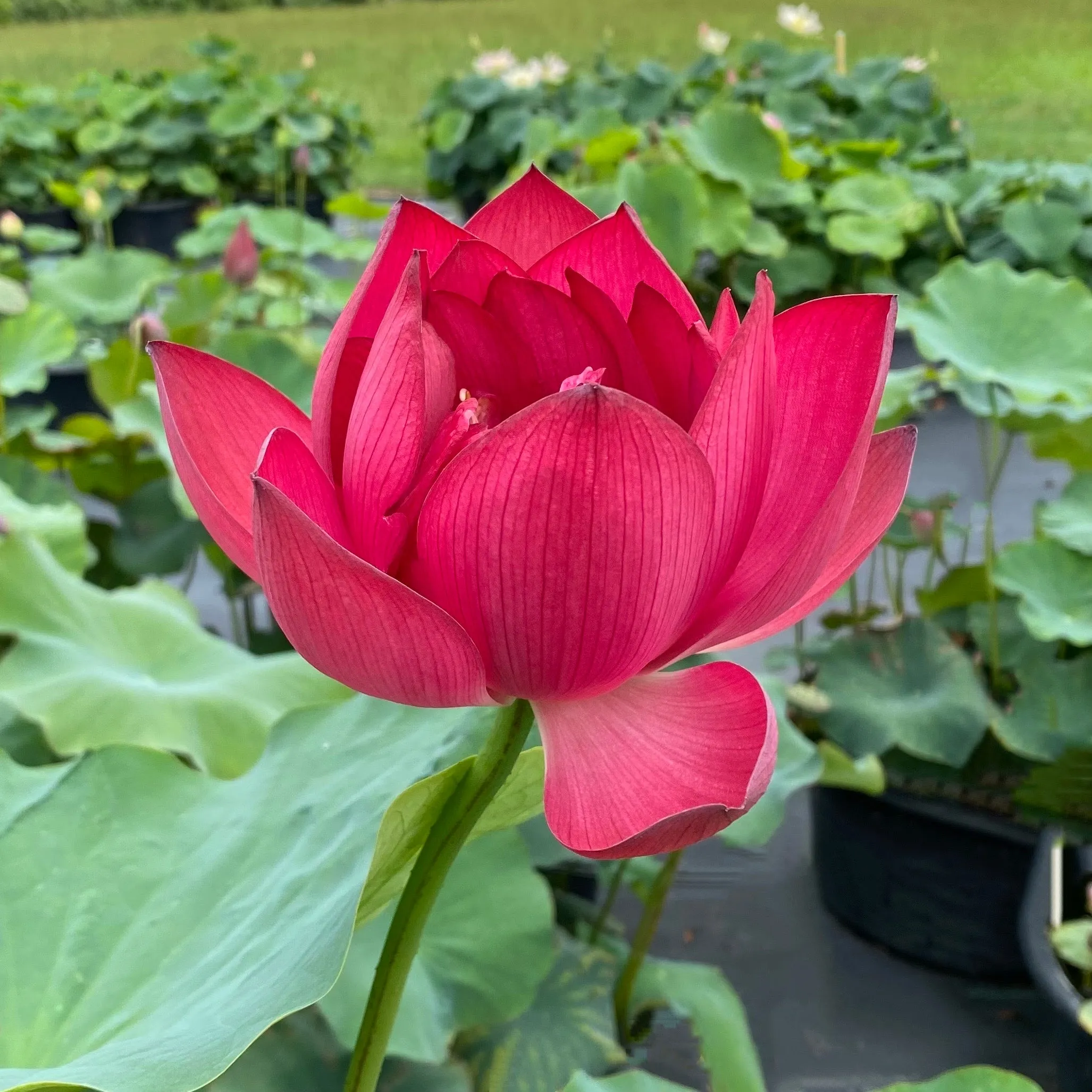 Ford's Red Raptor Lotus<br> ππRed, Red, Red!ππ