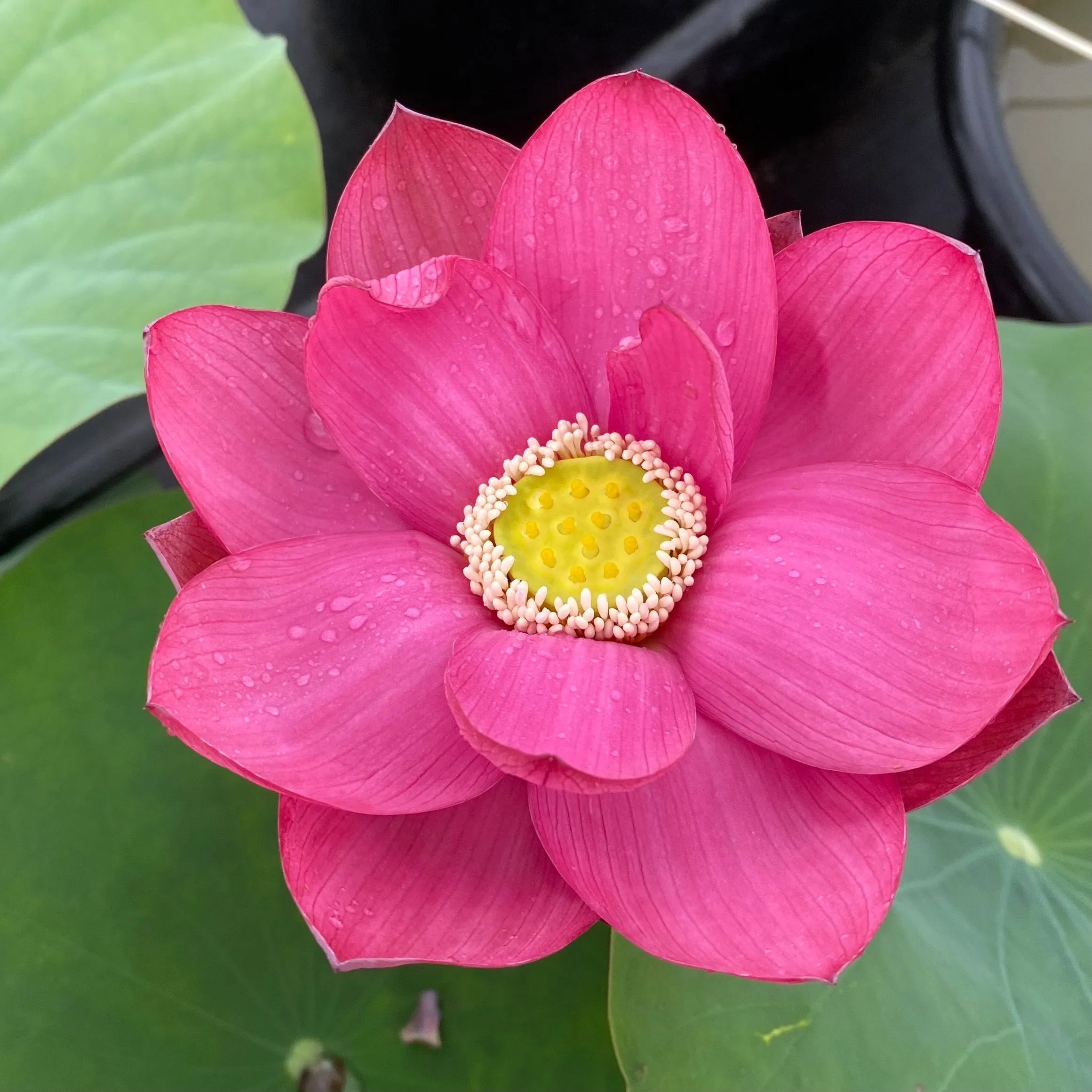 Ford's Red Raptor Lotus<br> ππRed, Red, Red!ππ