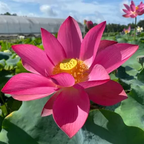 Ford's Red Raptor Lotus<br> ππRed, Red, Red!ππ Ford's Red Raptor Lotus<br> ππRed, Red, Red!ππ