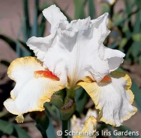 Halloween Halo Halloween Halo