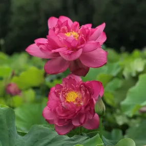 Heaven To Betsy Lotus  <br>  Tall  /  Heavy Bloomer! Heaven To Betsy Lotus  <br>  Tall  /  Heavy Bloomer!