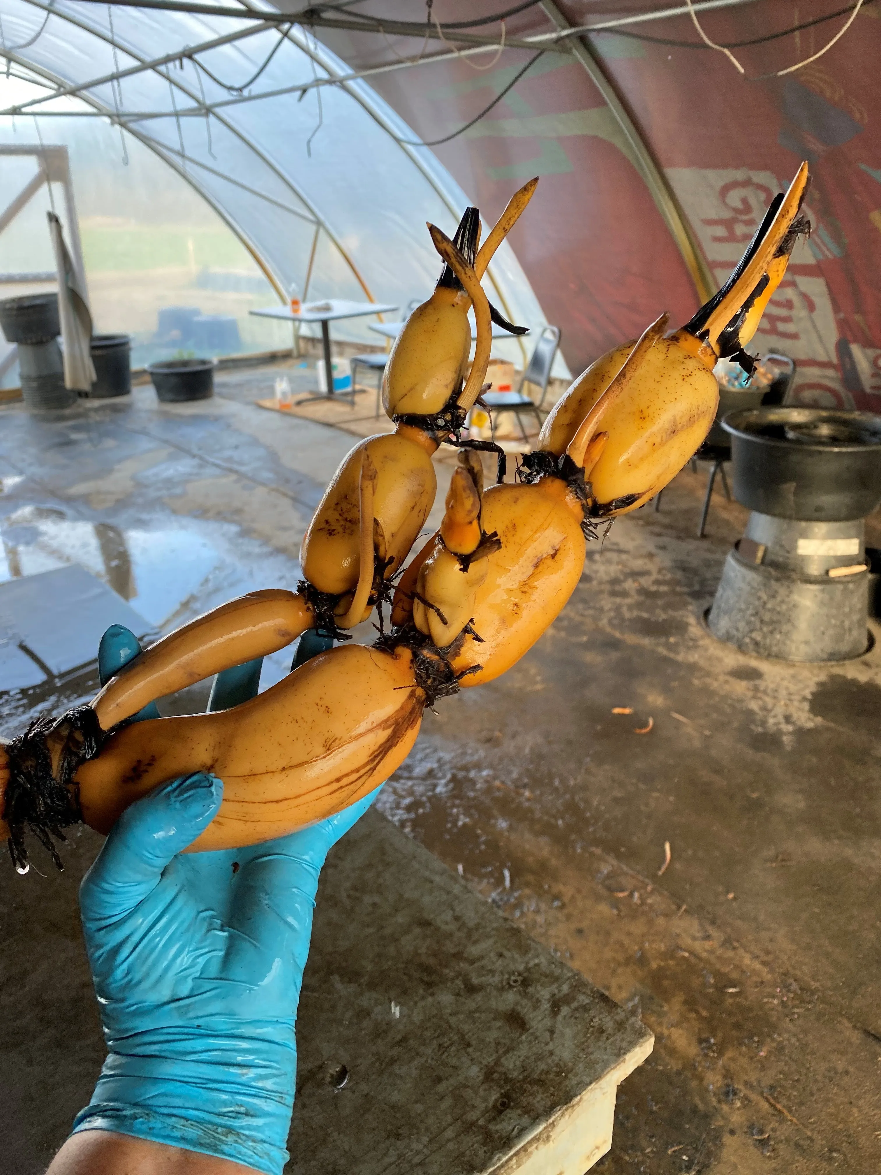 Hubei #3 Lotus <br>Produces Giant Edible Tubers!