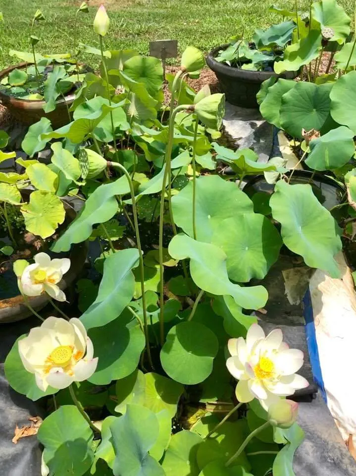 Hubei #3 Lotus <br>Produces Giant Edible Tubers!