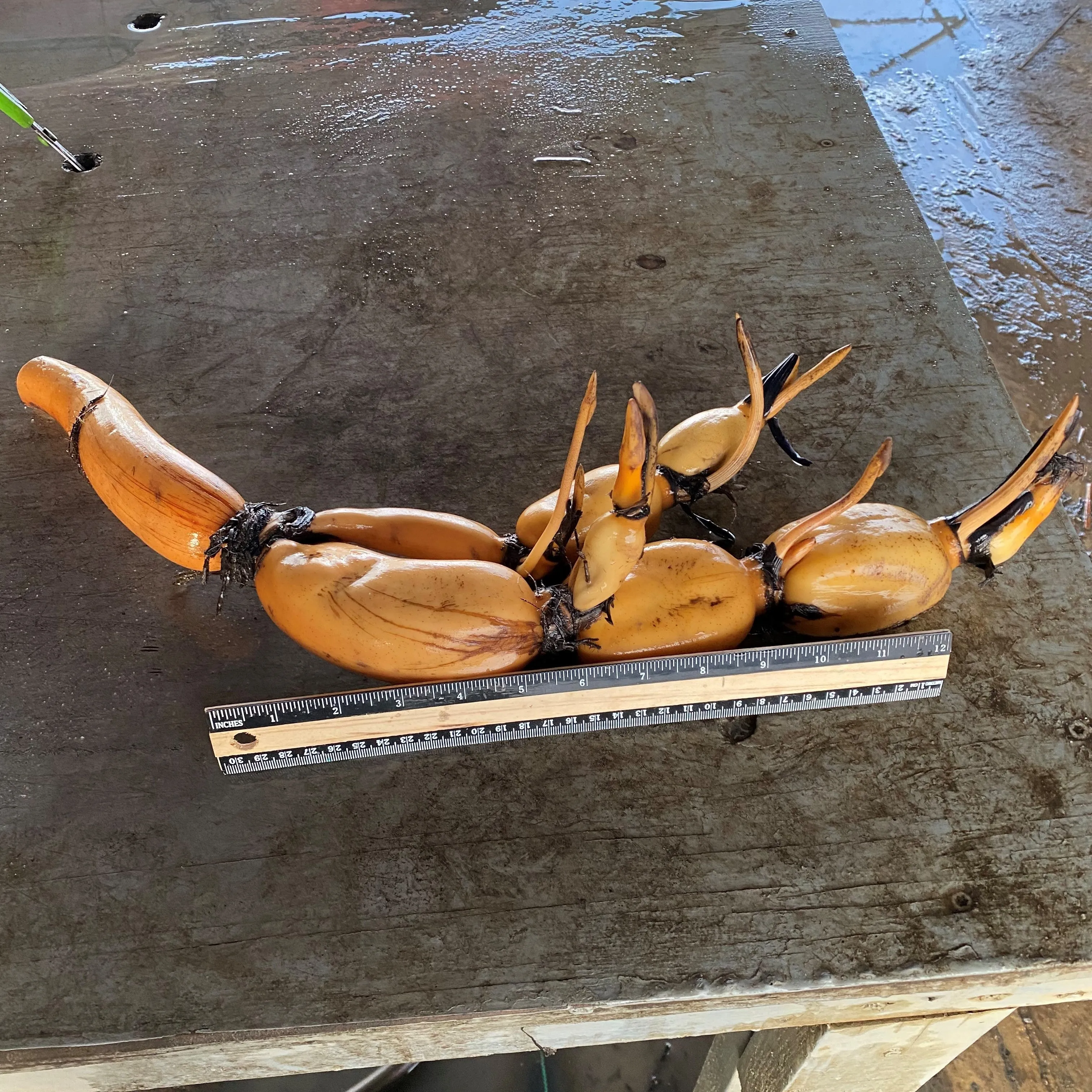 Hubei #3 Lotus <br>Produces Giant Edible Tubers!