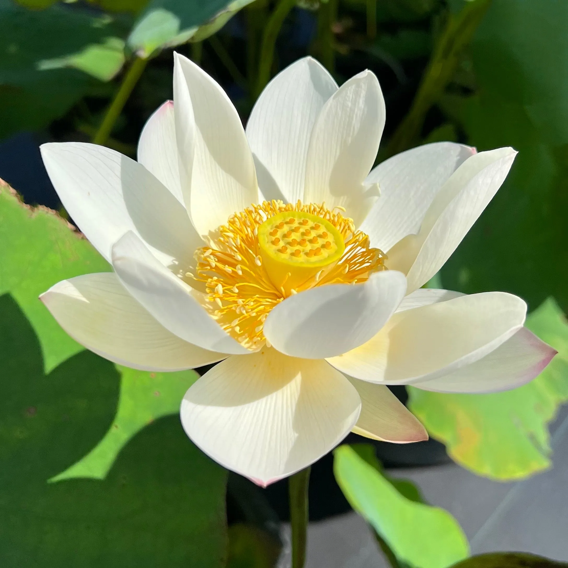 Hubei #3 Lotus <br>Produces Giant Edible Tubers!