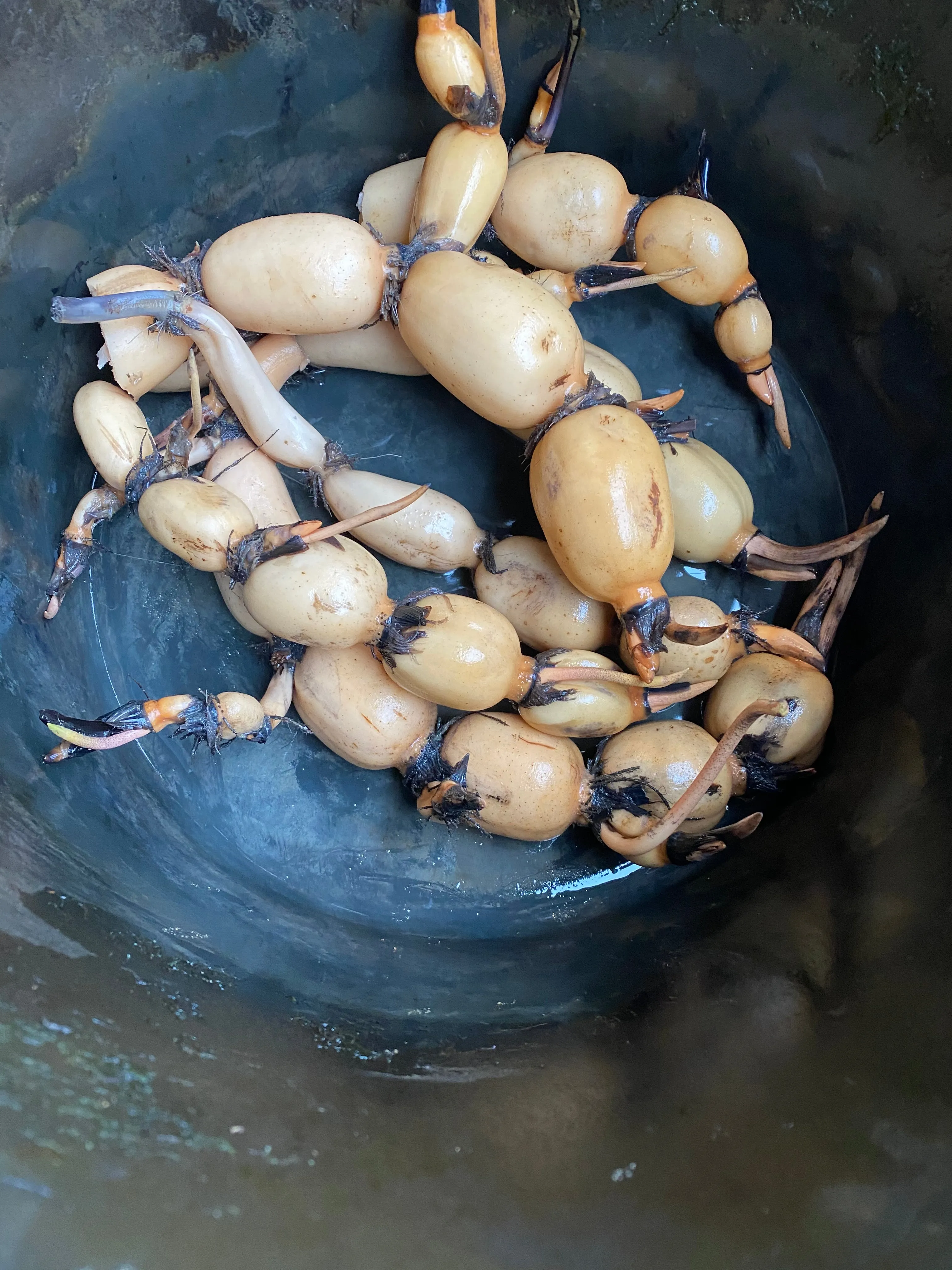 Hubei #3 Lotus <br>Produces Giant Edible Tubers!