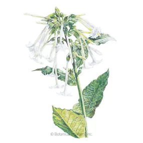 Indian Peace Pipe Nicotiana Seeds Indian Peace Pipe Nicotiana Seeds
