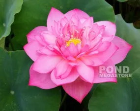 Lanceolate Pink Lotus<br>Fantastic flower shape and color! Lanceolate Pink Lotus<br>Fantastic flower shape and color!