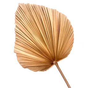 Large Palm Leaf Natural Dried Large Palm Leaf Natural Dried