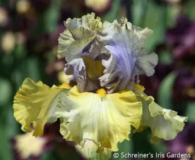 Let Evening Come Let Evening Come