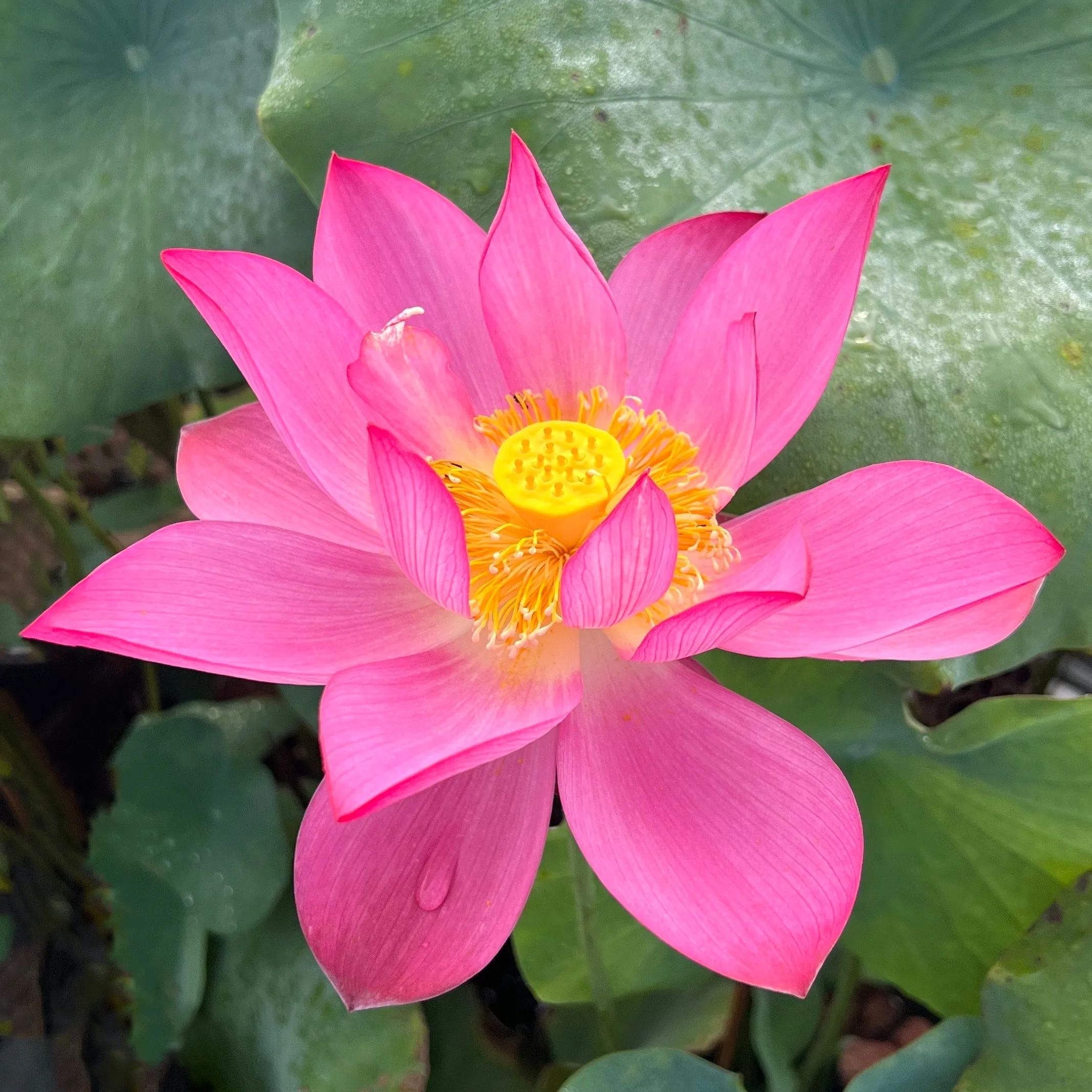 Mi Amigo (Friendship Lotus) <br>Wide-Open Flowers!