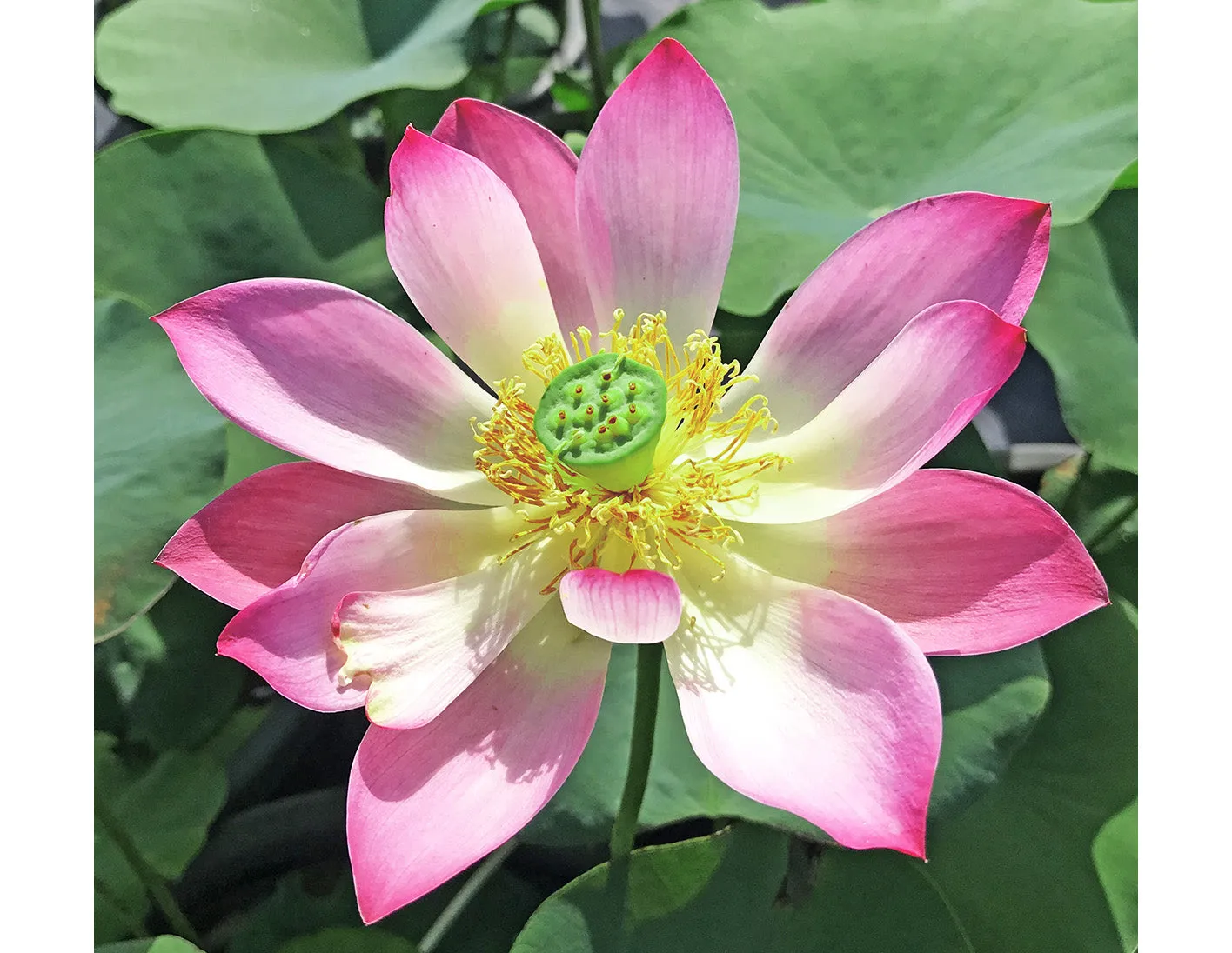 Mi Amigo (Friendship Lotus) <br>Wide-Open Flowers!