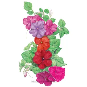 Midnight Blend Impatiens Seeds Midnight Blend Impatiens Seeds