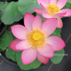 Morning In Yaochi Lotus  <br>  Warm, sunny pink flowers! Morning In Yaochi Lotus  <br>  Warm, sunny pink flowers!