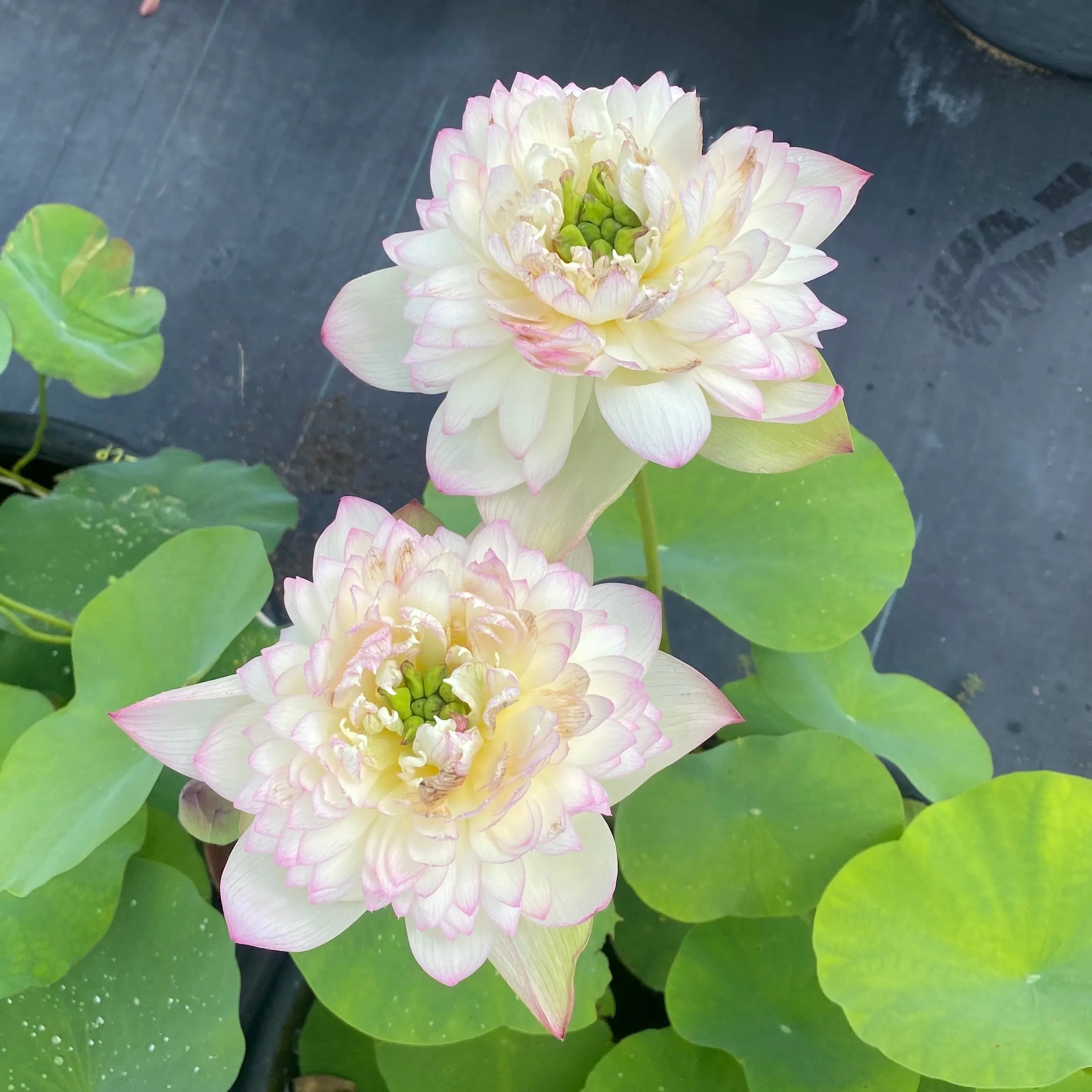 Nanzhou Buddha Light Lotus  <br>❤️ Zac's TOP 25 Lotus!