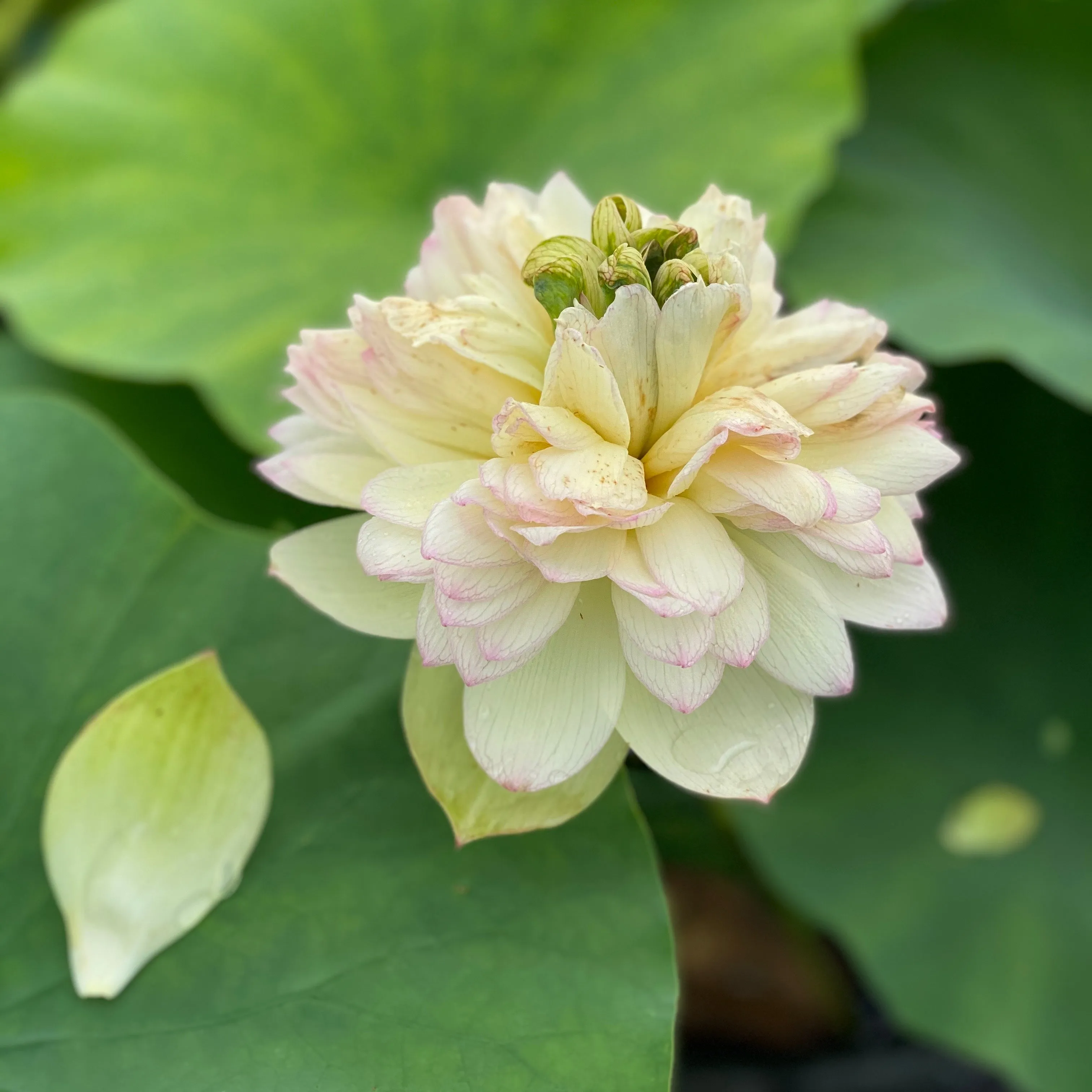 Nanzhou Buddha Light Lotus  <br>❤️ Zac's TOP 25 Lotus!