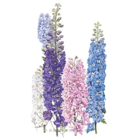 Pacific Giants Blend Delphinium Seeds Pacific Giants Blend Delphinium Seeds