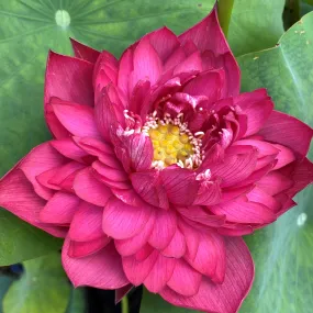 Red Canal Lotus   <br>  Vibrant Red! Red Canal Lotus   <br>  Vibrant Red!