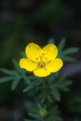 Tundra Rose - <i>Potentilla fruticosa</i> Tundra Rose - <i>Potentilla fruticosa</i>